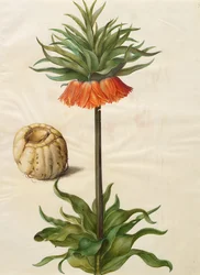 Fritillaria imperialis